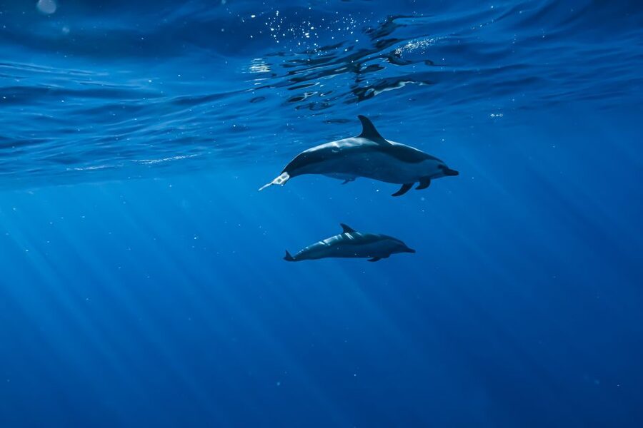 Swim with Wild Dolphins Oahu Speedboat Snorkeling Adventure! - Practical packing advice for a comfortable morning