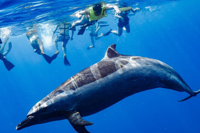 Swimming with Wild Dolphins Speedboat Adventure on Oahu - Key points to know before you book