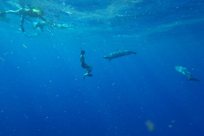 Swimming with Wild Dolphins Speedboat Adventure on Oahu - Lunch on board and what is actually included
