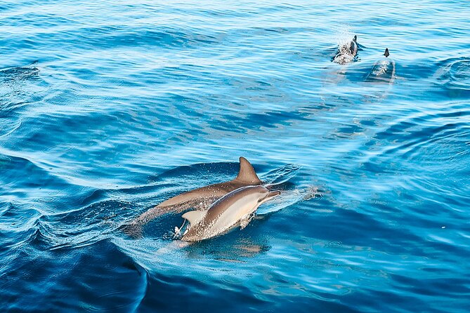 Swimming with Wild Dolphins Speedboat Adventure on Oahu - Why the small group size matters