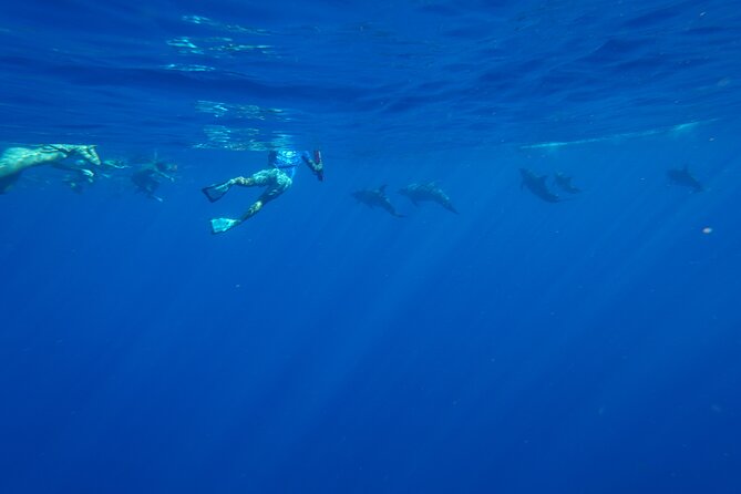 Swimming with Wild Dolphins Speedboat Adventure on Oahu - Safety, weather, and the open-ocean reality