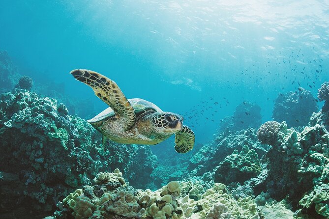 Turtle Canyon Snorkel Adventure in Waikiki, Oahu - What a two-hour Turtle Canyon trip feels like