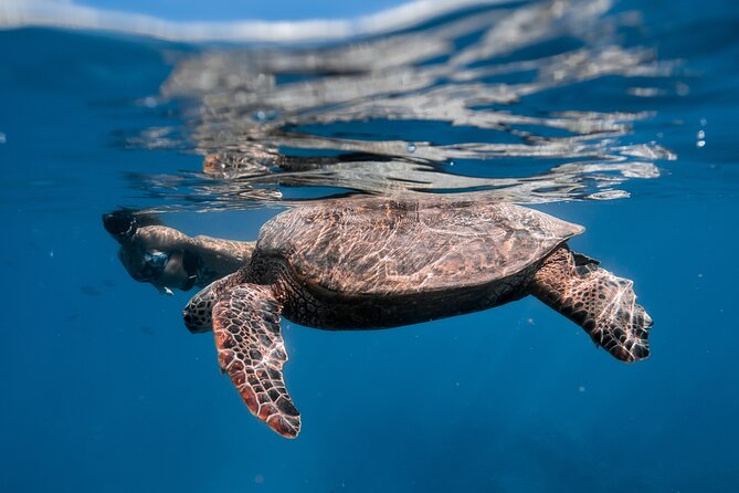 Turtle Canyon Snorkel: Semi Private Boat Tour - What it is like in the water