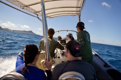 Turtle Canyon Snorkel: Semi Private Boat Tour