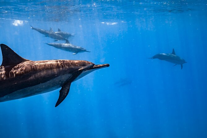 Turtle Canyon Snorkel: Semi Private Boat Tour - Photos, drinks, and the limits of the package
