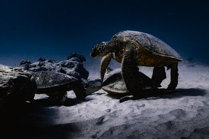 Turtle Canyon Snorkel Tour - Semi-private: 6 passenger max - A guided swim, not a free-for-all