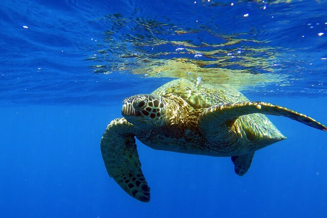 Turtle Canyon Waikiki Snorkel Adventure - Leaving Ala Moana for Oahu’s south shore