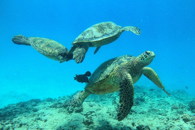 Turtle Canyon Waikiki Snorkel Adventure - Wildlife you might see