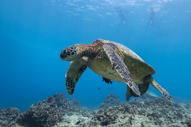 Turtle Canyon Waikiki Snorkel Adventure - How much value you get for $141.10