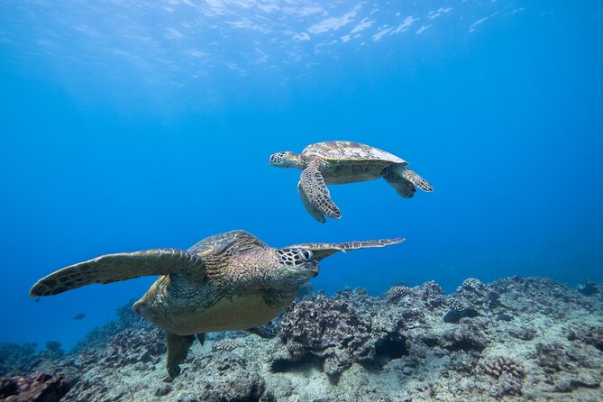 Turtle Canyon Waikiki Snorkel Adventure - Who will enjoy this trip most