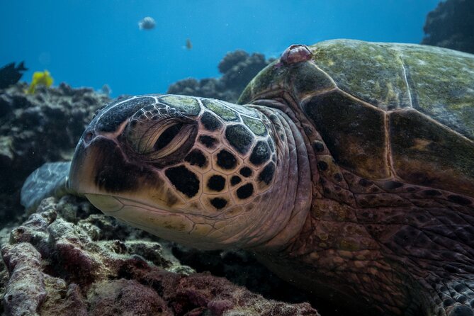 Turtle Canyon Waikiki Snorkel Adventure - What happens at Turtle Canyon