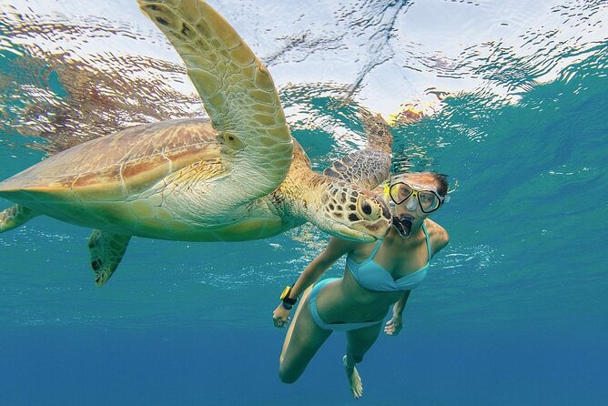 Turtle Snorkeling and Dole Plantation Guided Tour In Oahu - Dole Plantation: two hours of pineapples and island agriculture