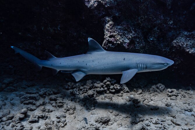 Two Tank Wreck and Drift Dive in Oahu - Equipment, snacks, and what to bring