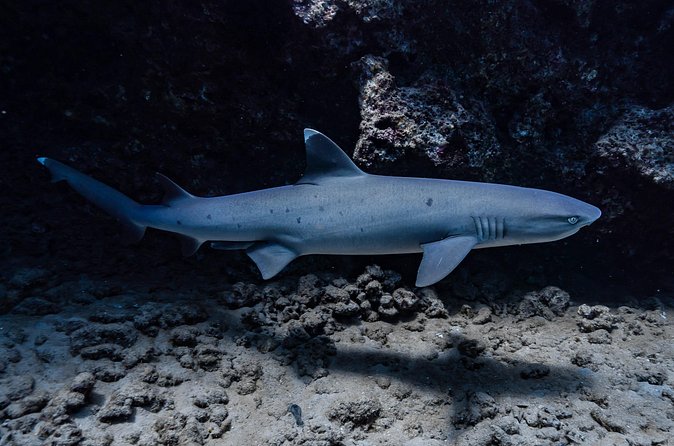 Two Tank Wreck and Drift Dive in Oahu - Why the $225 price can be fair