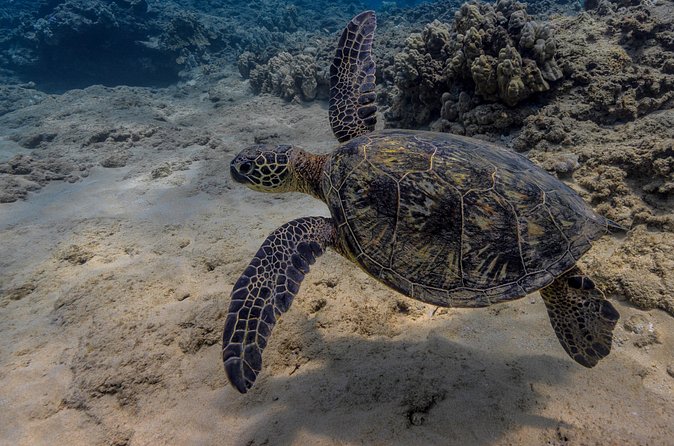 Two Tank Wreck and Drift Dive in Oahu - Practical booking advice for Oahu