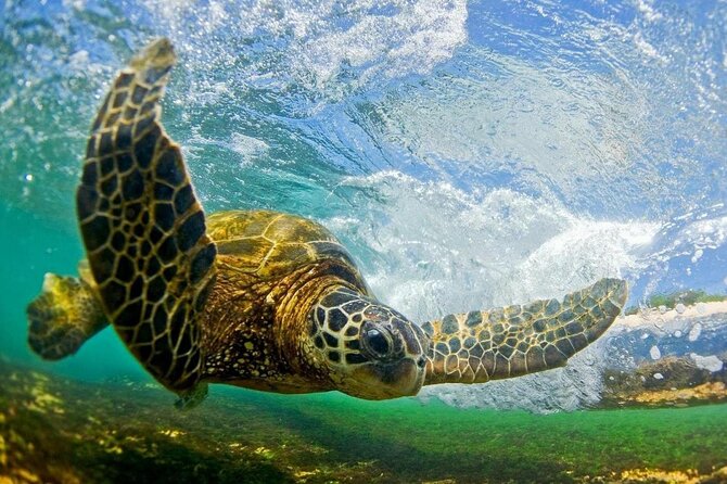Ultimate North Shore Adventure: Full-Day Hawaiian Experience - A broad North Shore day from coffee to surf