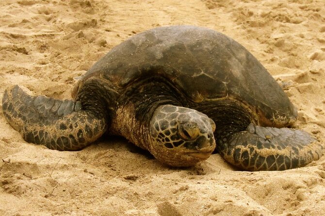 Unforgettable Day on Oahu | Small Group Circle Island Tour - Diamond Head and the southeastern coast