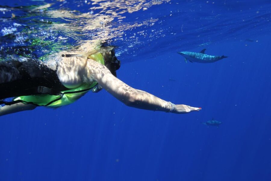 Waianae, Oahu: Swim with Dolphins (Semi-Private Boat Tour) - Key points at a glance