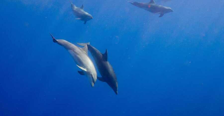 Waianae, Oahu: Swim with Dolphins (Semi-Private Boat Tour) - Cancellation and booking flexibility