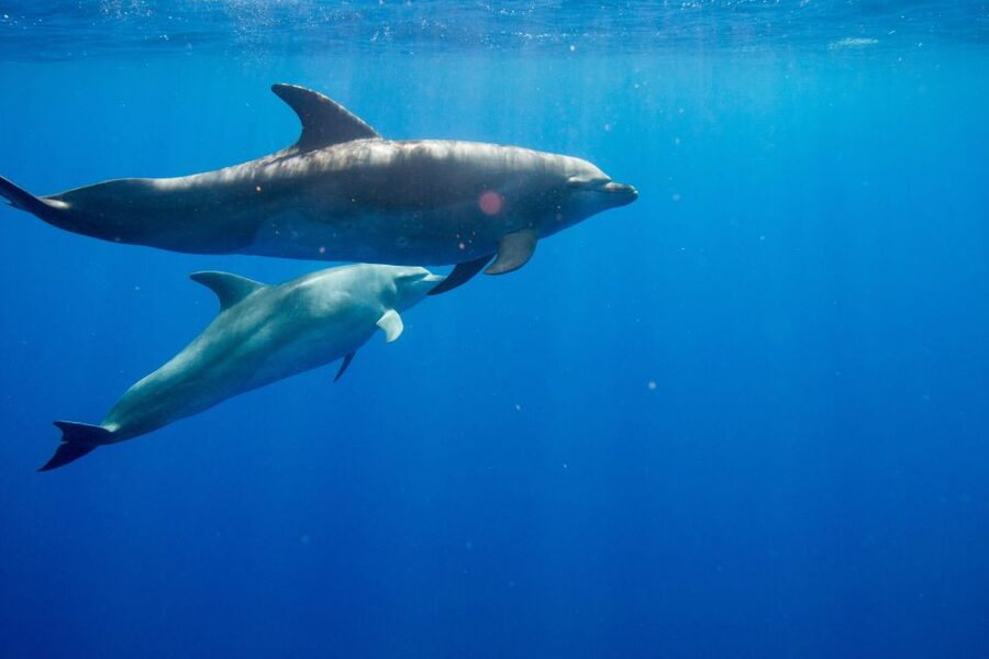 Waianae, Oahu: Swim with Dolphins (Semi-Private Boat Tour) - Why the six-person limit matters on a dolphin boat