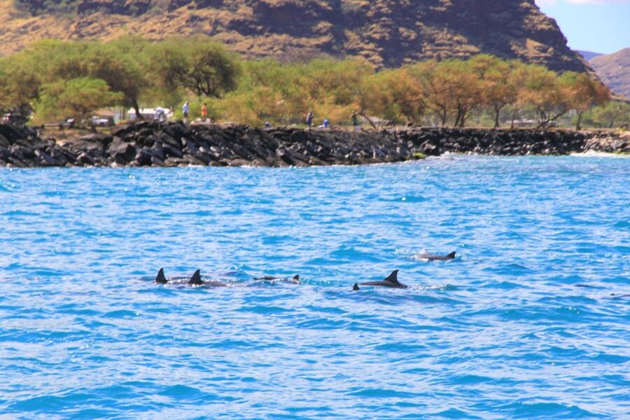 Waianae, Oahu: Swim with Dolphins (Semi-Private Boat Tour) - The boat, restroom, and BYO setup