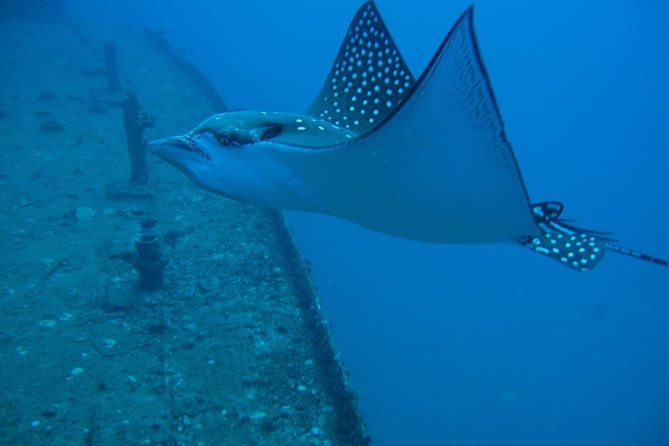 Waikiki 2 Tank World Class Wreck SCUBA Diving - Certified Only - Conditions, group size, and safety expectations