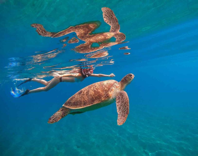 Waikiki: 5-in-1 Turtle Snorkeling Trip with Shuttle Option - Snorkeling and the marine life question