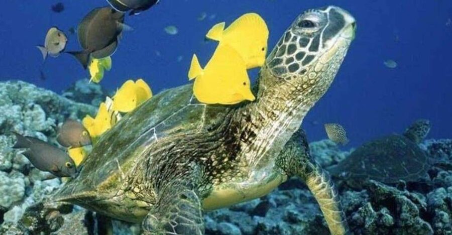 Waikiki Beach: Turtle Snorkeling and Sailing on Hāwea - Turtle Canyon is the star of the trip