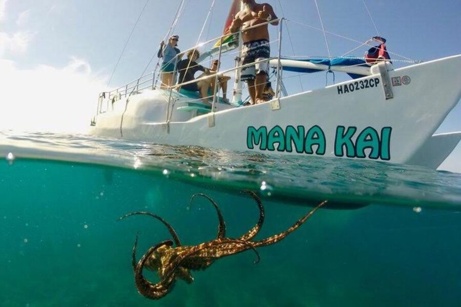 Waikiki Beach: Turtle Snorkeling and Sailing on Hāwea - The guides make a difference in the water