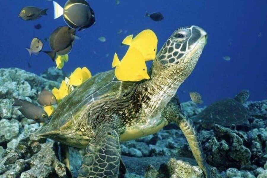 Waikiki Beach: Turtle Snorkeling and Sailing on Hāwea - Boarding behind the Duke Kahanamoku Statue