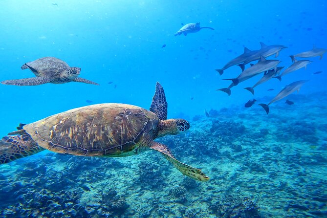 Waikiki Catamaran Escape: Snorkel with Turtles & Water Sports Fun - Timing, cancellations, and small details that matter
