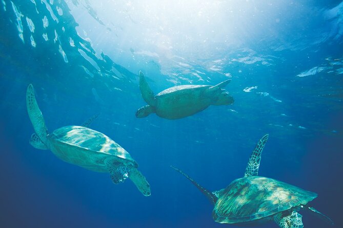 Waikiki Catamaran Snorkel Sail with Lunch: Turtles Guaranteed - The sail back to Waikiki