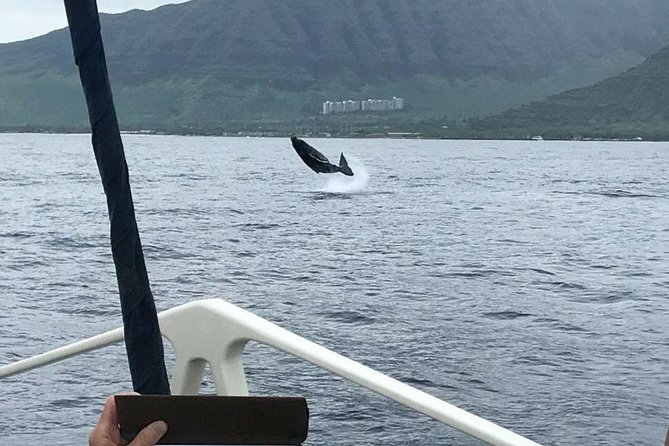 Waikiki Deluxe Catamaran Whale Watch - Waikiki views and the search for humpbacks