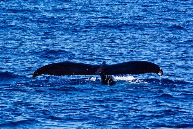 Waikiki Deluxe Catamaran Whale Watch - Whale sightings are never guaranteed in practice