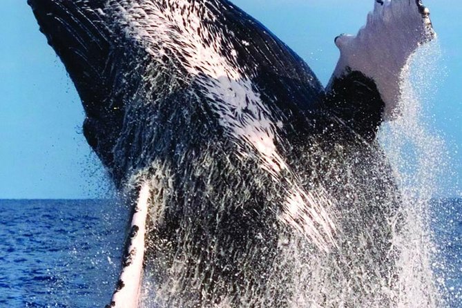 Waikiki Deluxe Catamaran Whale Watch - Choppy water, boat comfort, and choosing your seat