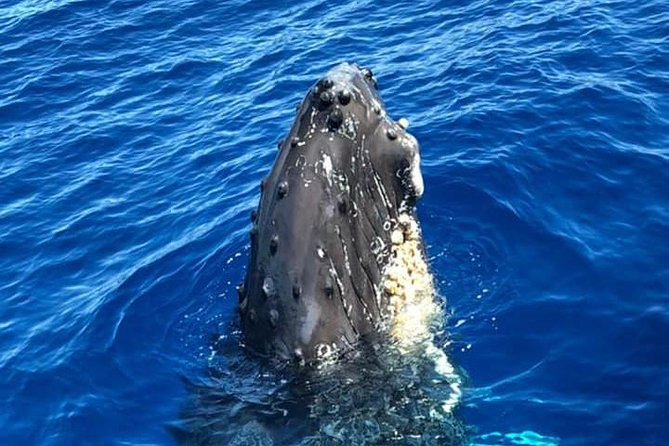 Waikiki Deluxe Catamaran Whale Watch - Booking, cancellation, and timing tips