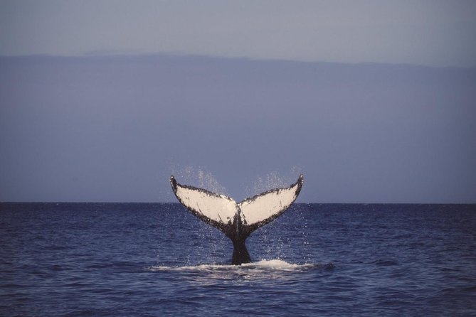 Waikiki Deluxe Catamaran Whale Watch - What the two-hour cruise feels like onboard