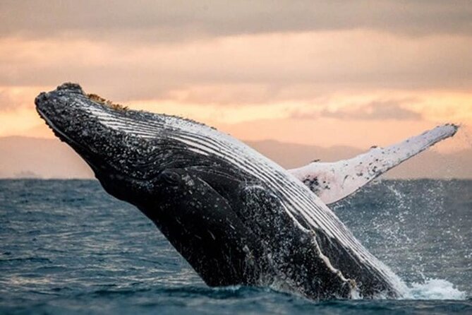 Waikiki Glass Bottom Boat Cruise - Families, older passengers, and access details