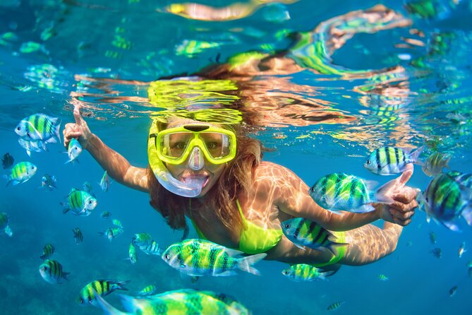 Waikiki Green Sea Turtle Snorkeling Tour - Boat Excursion - Diamond Head From the Water