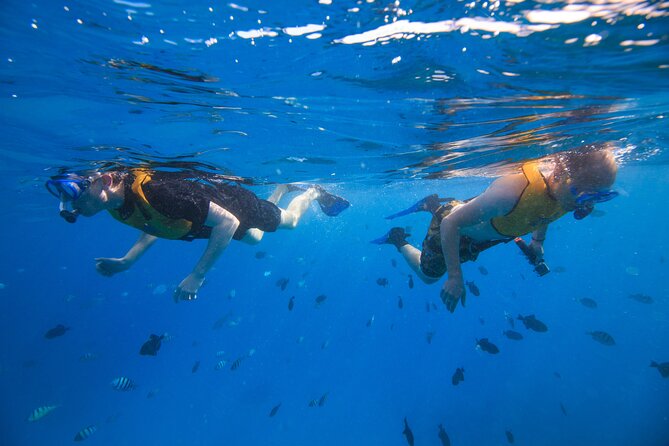 Waikiki, Hawaii: Deluxe Snorkel and Wildlife Cruise - Snorkeling on a reef off Waikiki