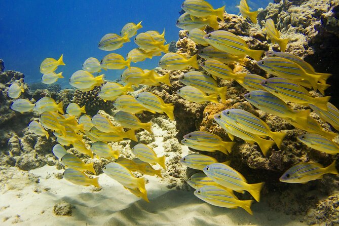 Waikiki, Hawaii: Deluxe Snorkel and Wildlife Cruise - Why the crew matters so much