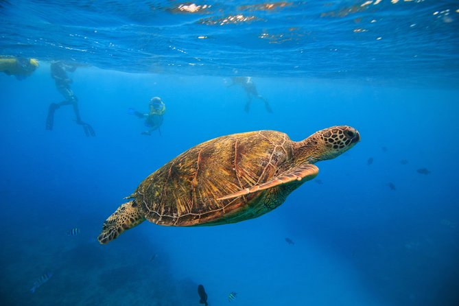 Waikiki, Hawaii: Turtle Canyon Snorkel Excursion - Why Turtle Canyon works for a short Waikiki outing