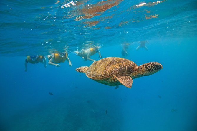 Waikiki, Hawaii: Turtle Canyon Snorkel Excursion - Gear, food, and what to pack
