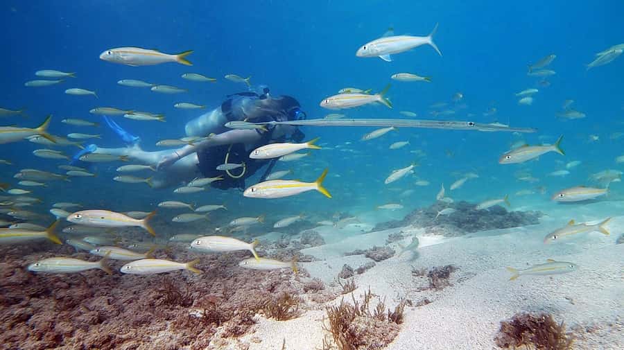 Waikiki: Honolulu Beginner Scuba Diving with Videos - The 10 to 15 minute briefing