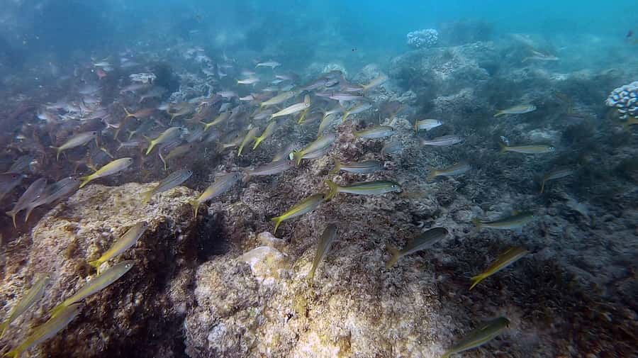 Waikiki: Honolulu Beginner Scuba Diving with Videos - My verdict on the beginner scuba experience