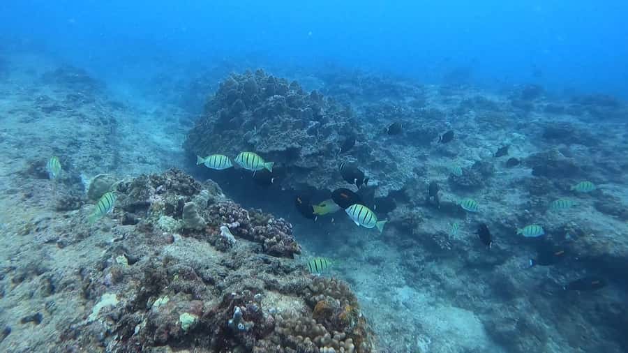 Waikiki: Honolulu Beginner Scuba Diving with Videos - Getting comfortable at three feet