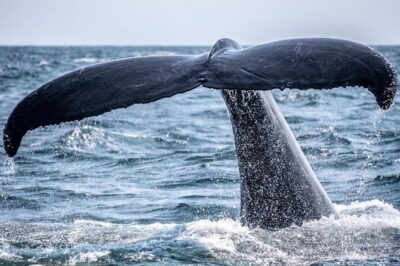 Waikiki, Oahu 2-Hour Whale Watching: Guaranteed Sightings