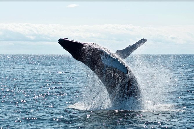 Waikiki, Oahu 2-Hour Whale Watching: Guaranteed Sightings - What happens when the whales do not appear