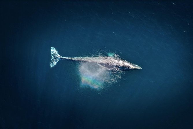 Waikiki, Oahu 2-Hour Whale Watching: Guaranteed Sightings - Who will enjoy this Waikiki whale watch?