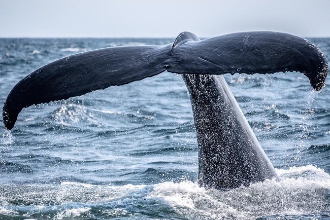 Waikiki, Oahu 2-Hour Whale Watching: Guaranteed Sightings - Finding the whale-watching point